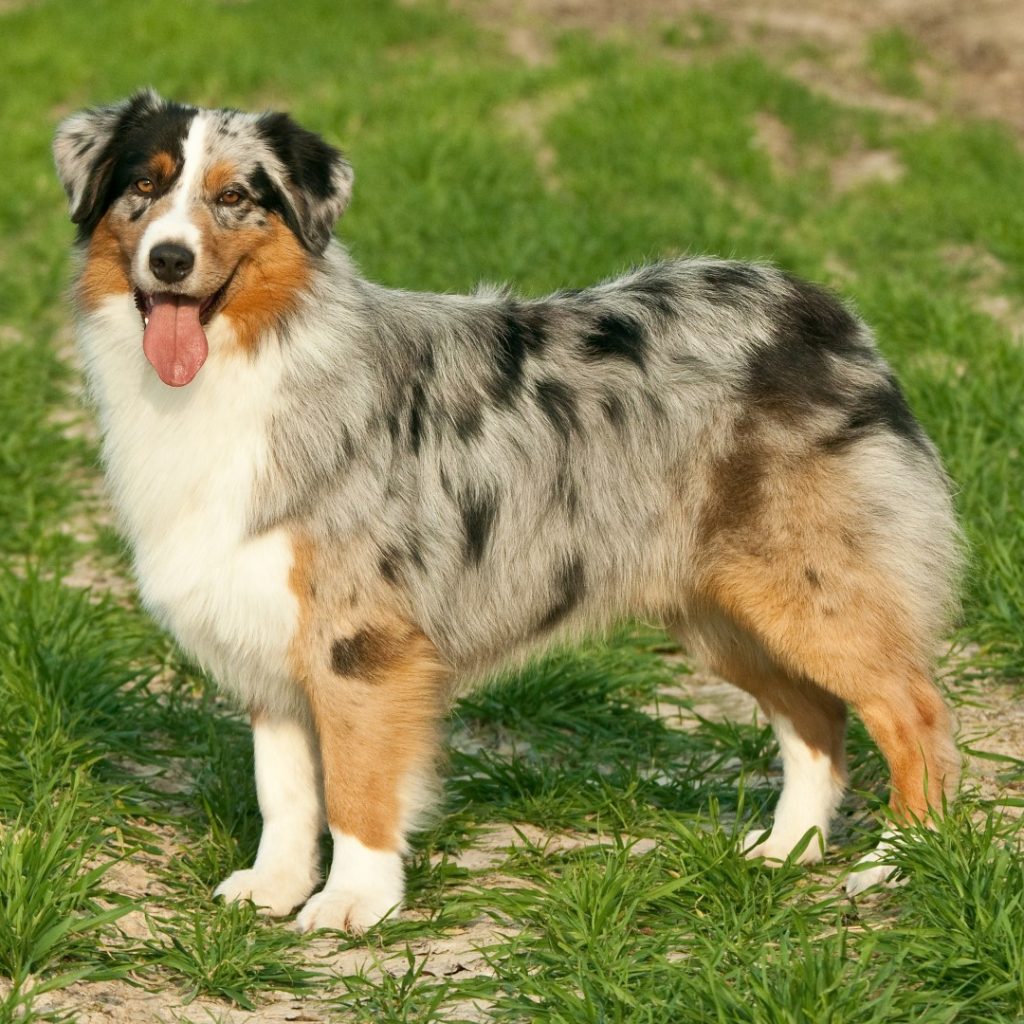 Australian shepherd dog breed guide: