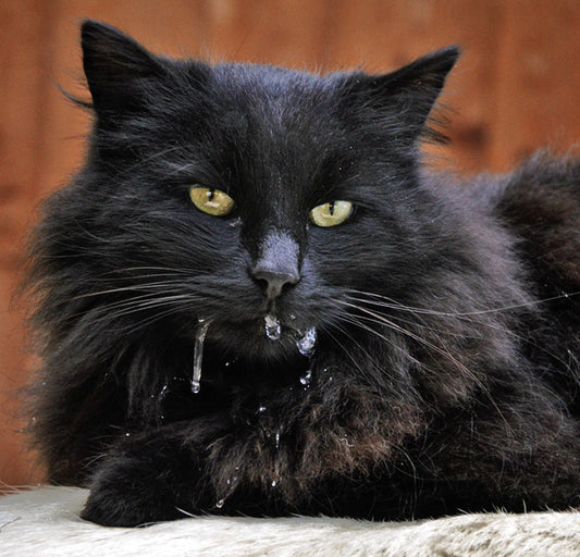 Why is my cat drooling?
