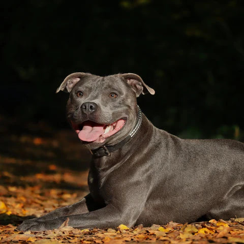 Pitbulls' life expectancy: How long do pitbulls live?