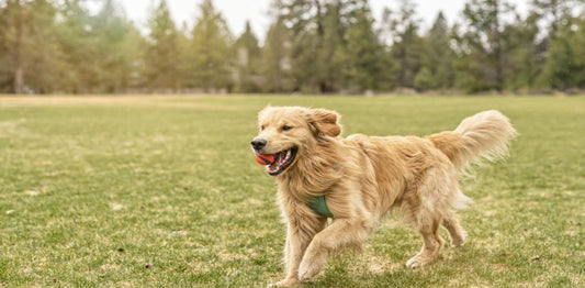 How long do Golden Retrievers live?