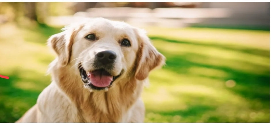 Golden Retriever dog breed guide: