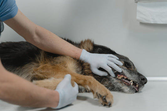 Signs your dog is dying