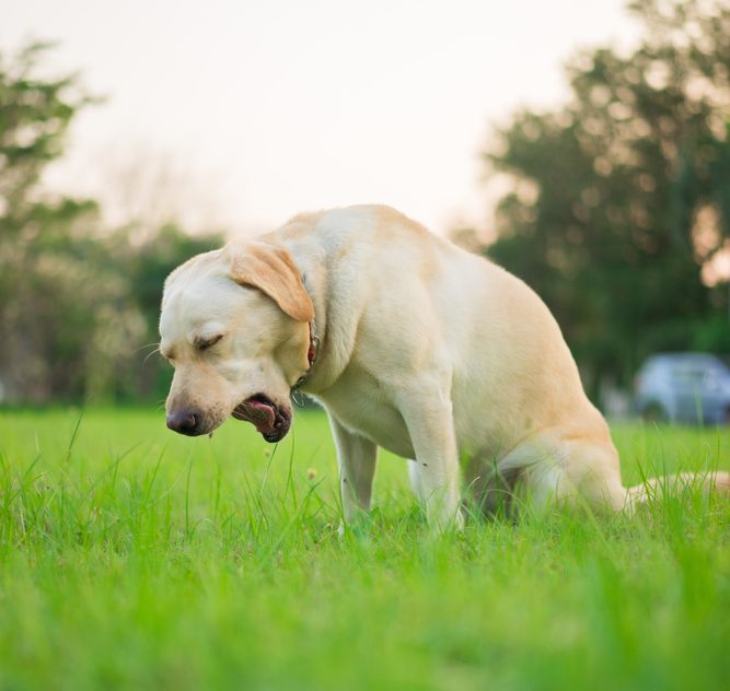 Why is my dog coughing?