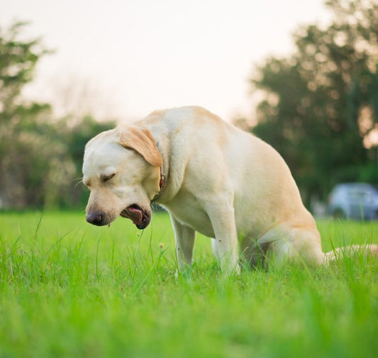 Why is my dog coughing?