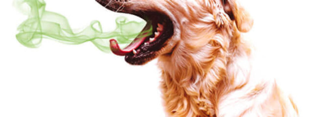 How to get rid of dog bad breath?