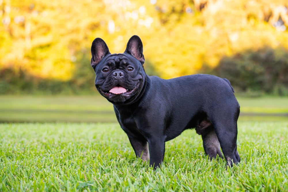 How long do French bulldogs live?
