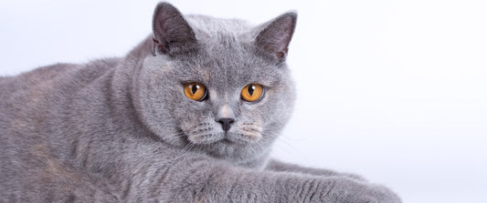 Cats that don't shed