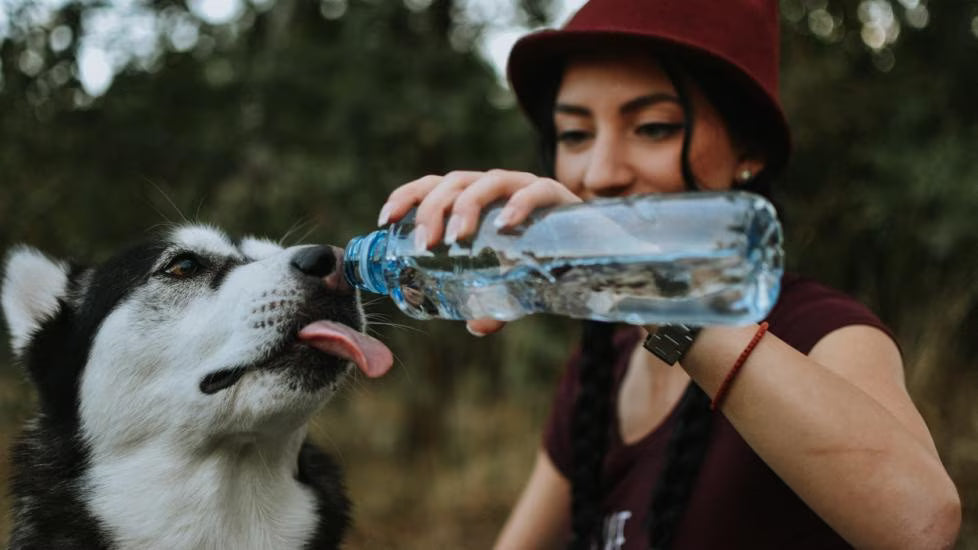 Why is my dog drinking a lot of water?