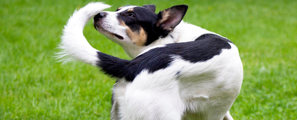 Why do dogs chase their tail?