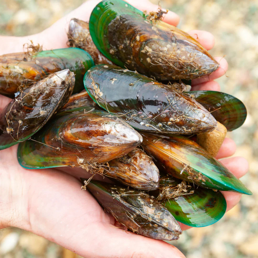 Green-lipped mussels for dogs: benefits and side effects