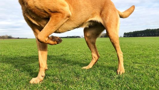 My dog is limping but shows no sign of pain