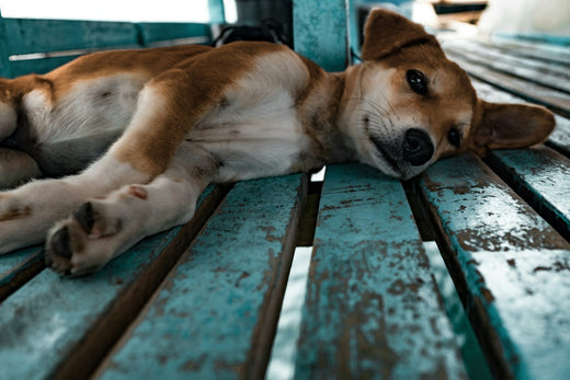 How to help a dog with arthritis at home?