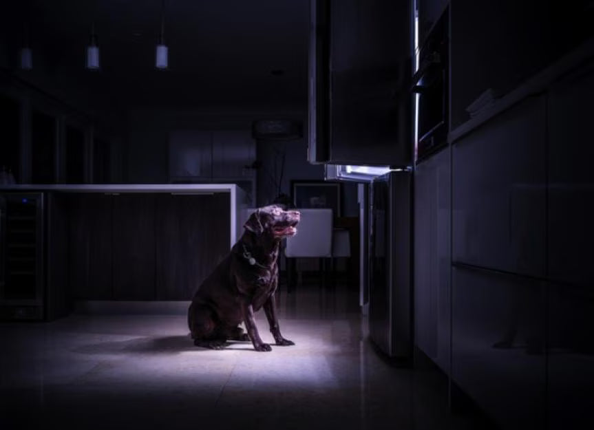 Do dogs have night vision?