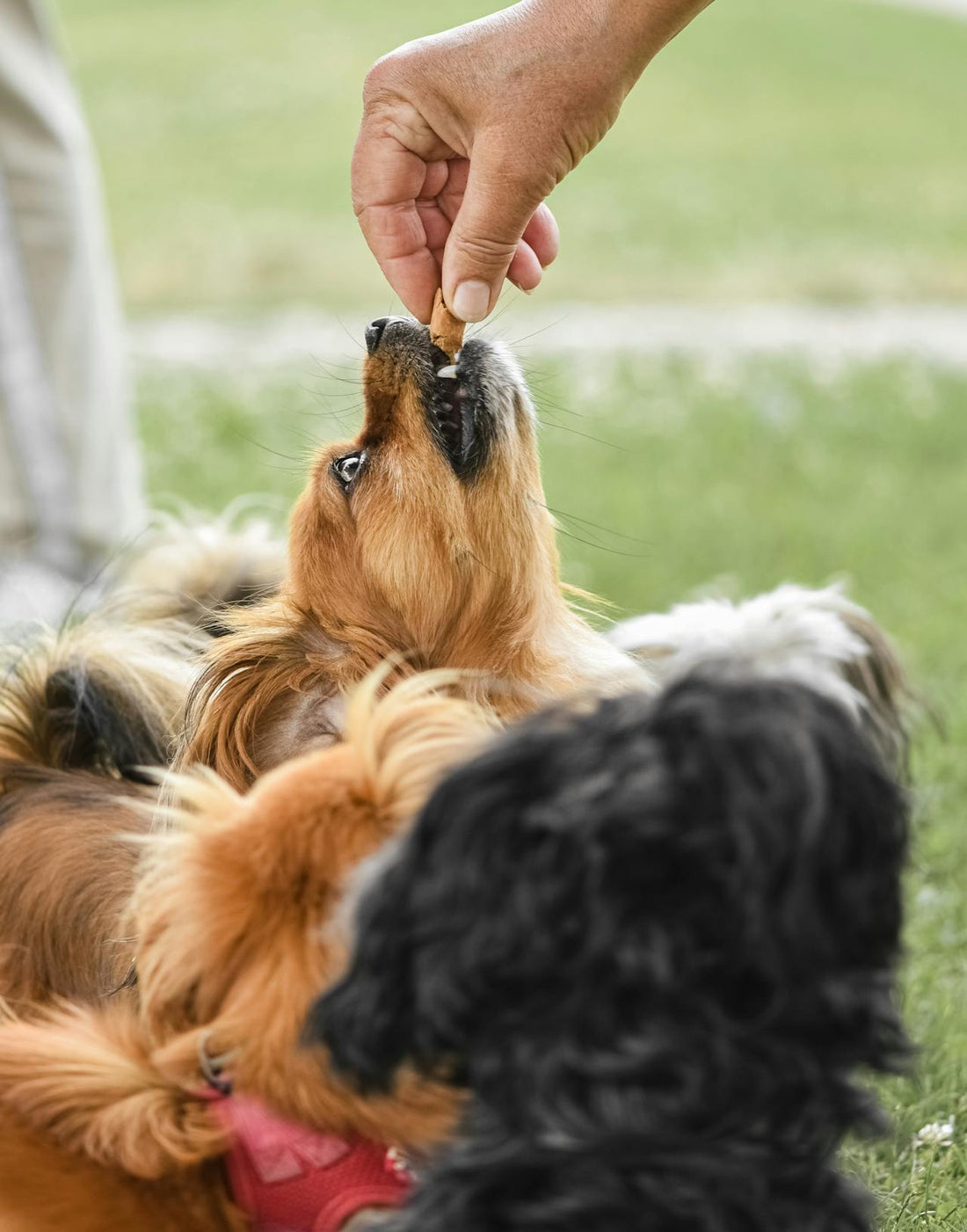 What supplements should I give my dog?