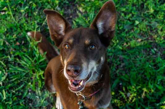 Australian Kelpie dog breed guide