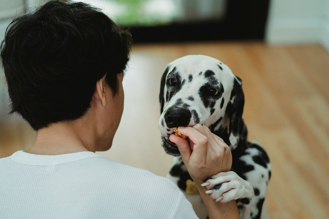 Reasons dogs refuse food but love treats