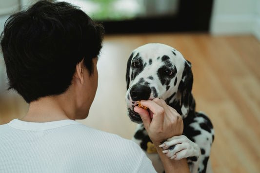 Reasons dogs refuse food but love treats