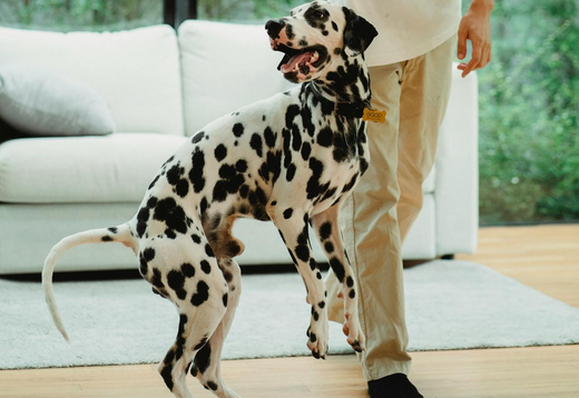 My dog is having trouble standing and walking all of sudden