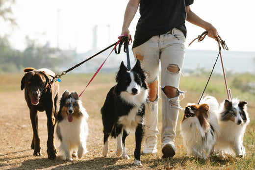 9 DOG BREEDS THAT DON’T SHED