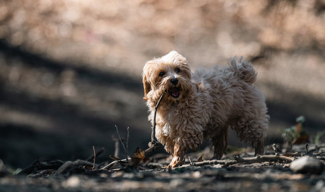 Yorkiepoo dog breed guide
