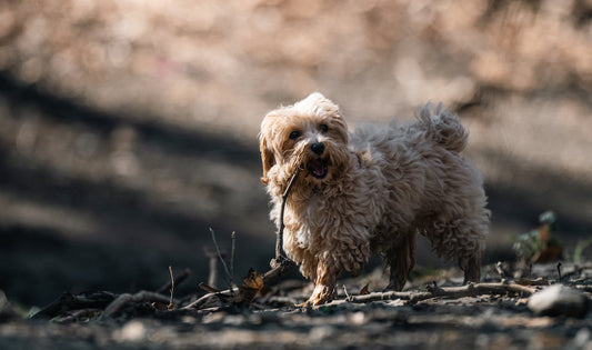 Yorkiepoo dog breed guide