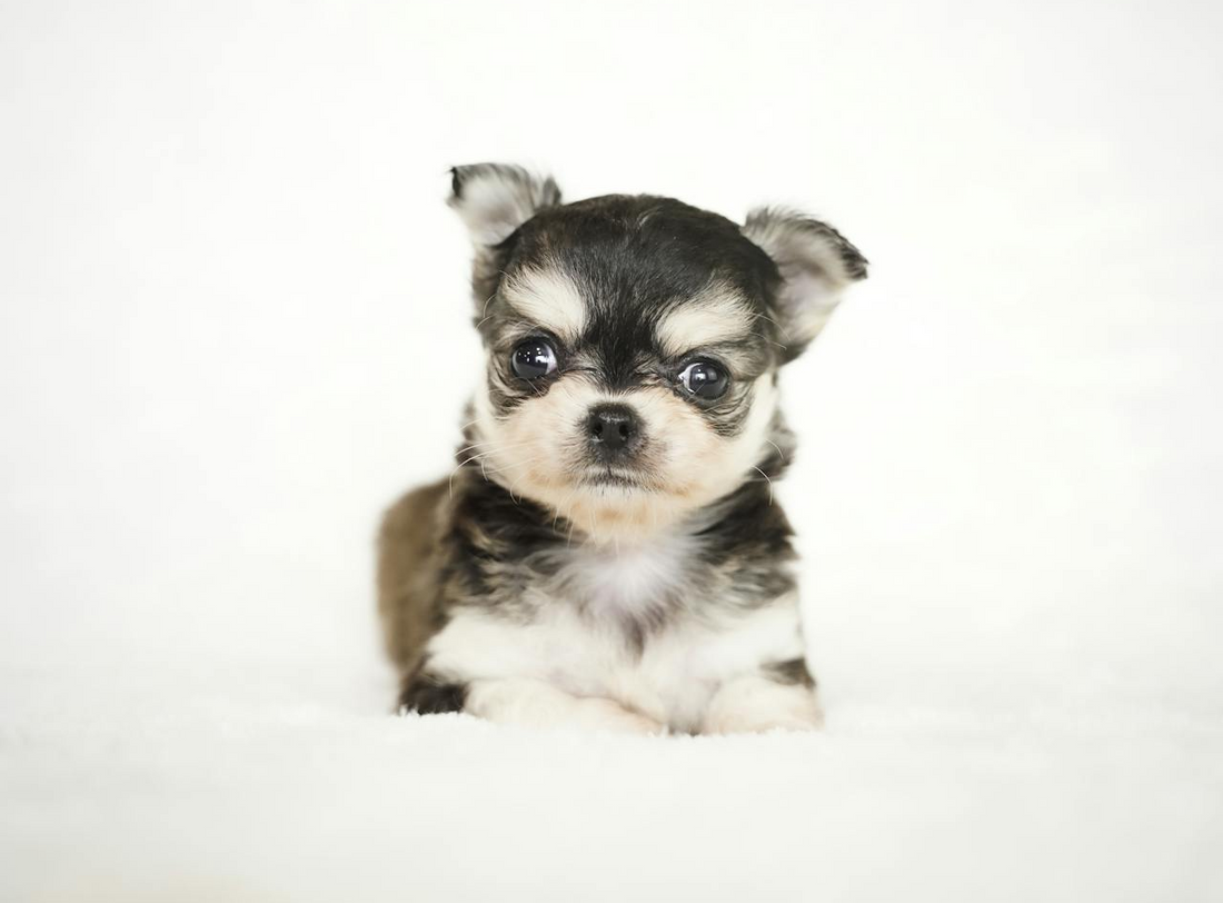 Mexican Dog Names