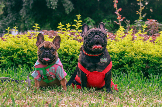 How to make a dog poop quickly?