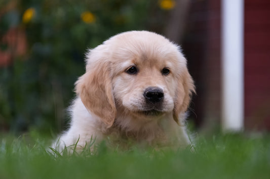 When do golden retrievers stop growing?