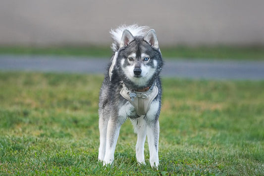 Pomsky dog breed guide