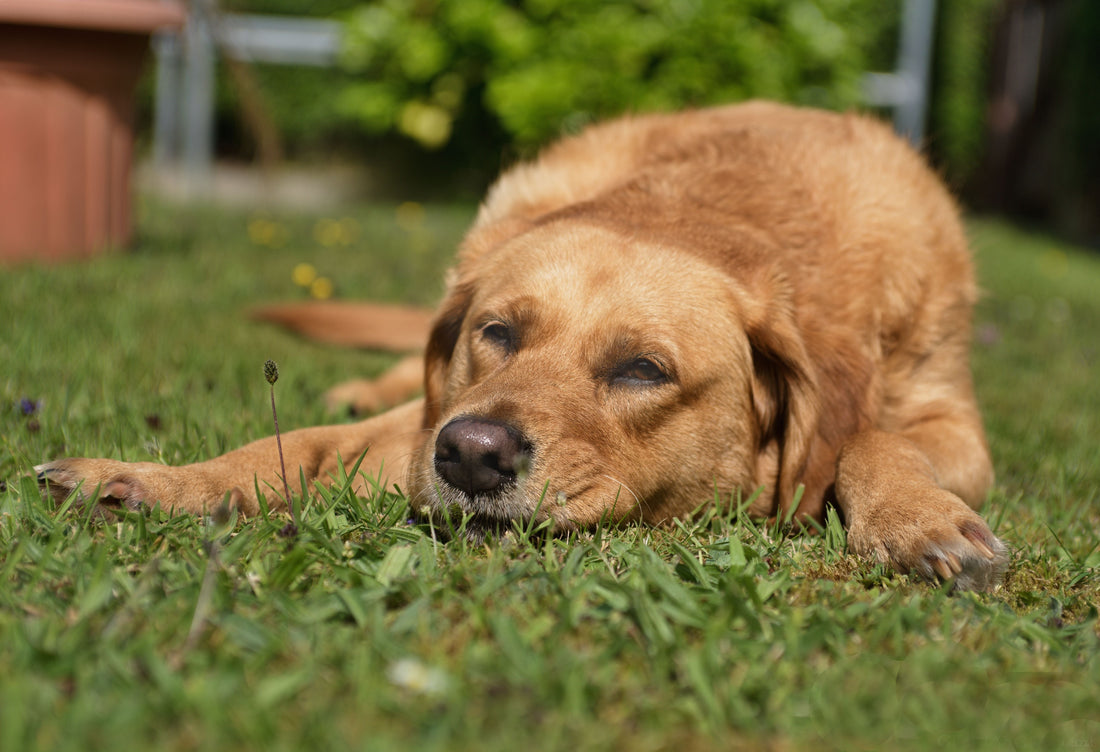 Best age to start dog joint supplements