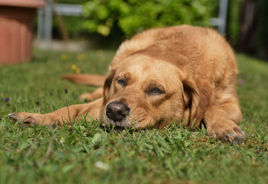 Best age to start dog joint supplements