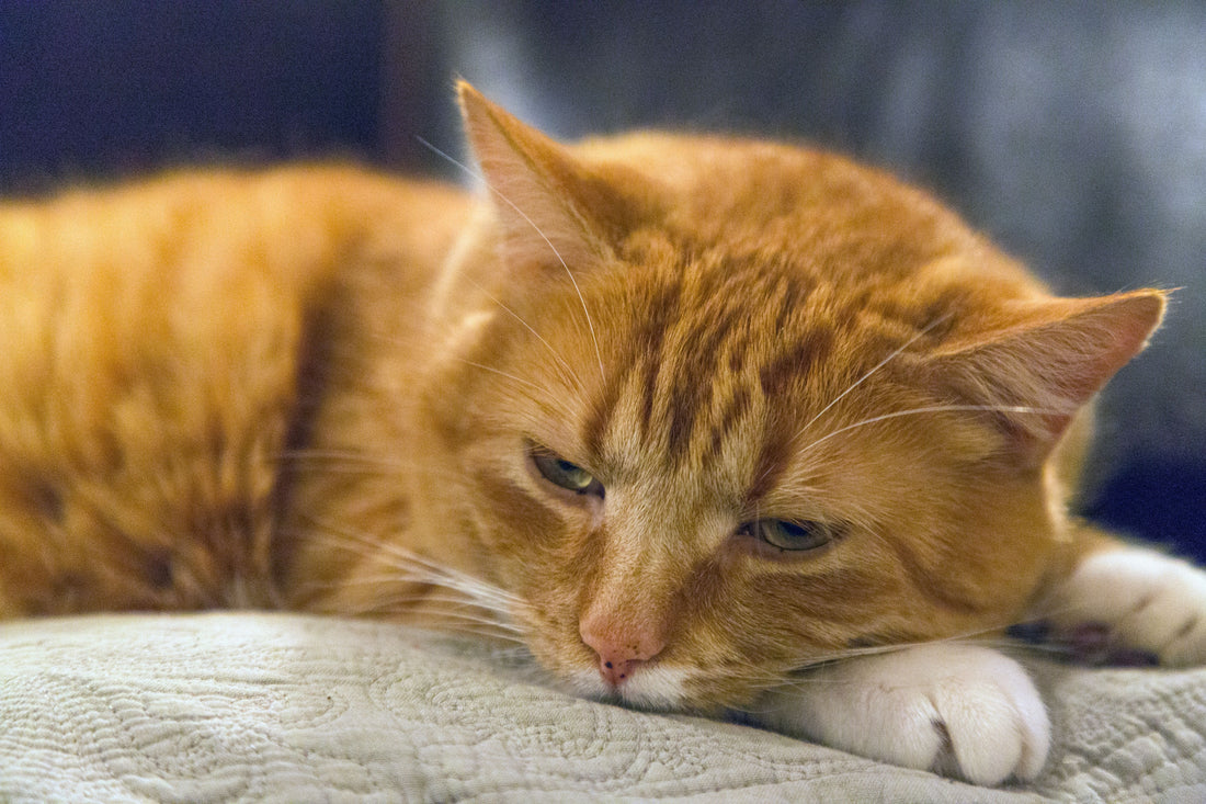 Is my cat depressed? Telltale signs