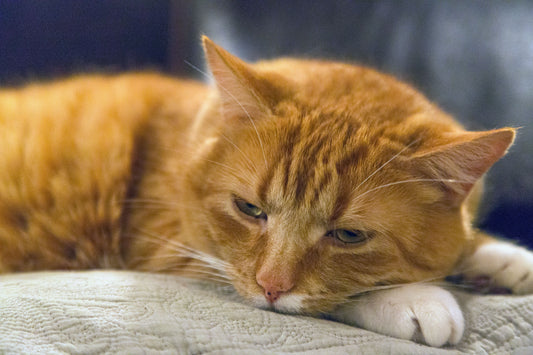 Is my cat depressed? Telltale signs