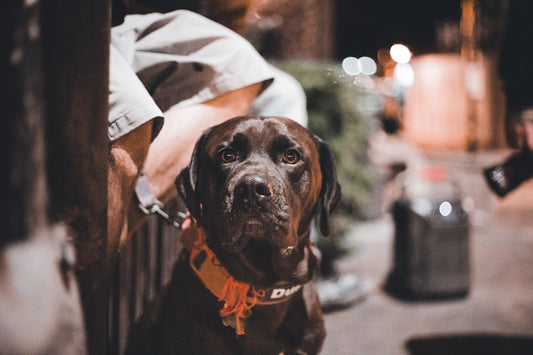 What do dogs see at night?