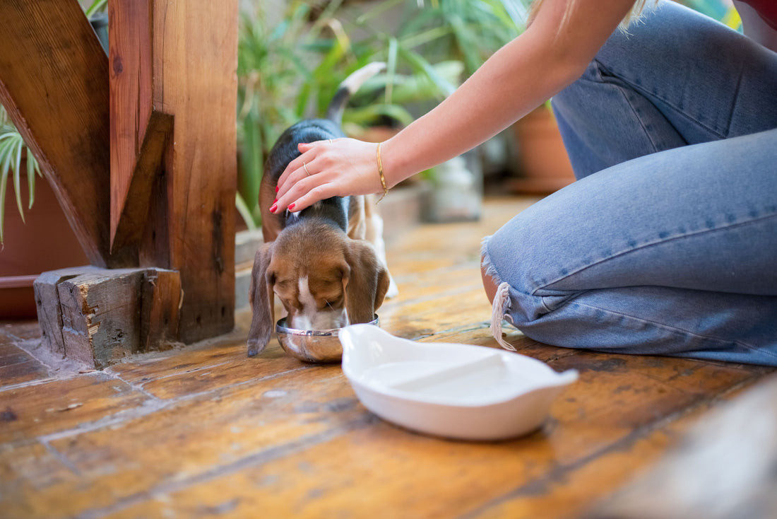 Treating dog's dehydration at home