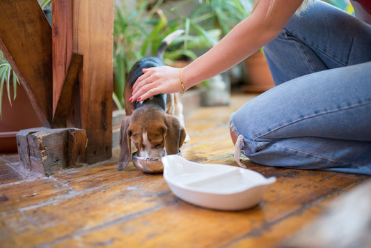 Treating dog's dehydration at home