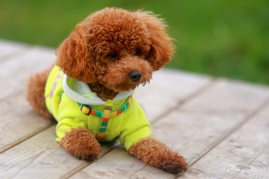 Miniature Poodle dog breed guide