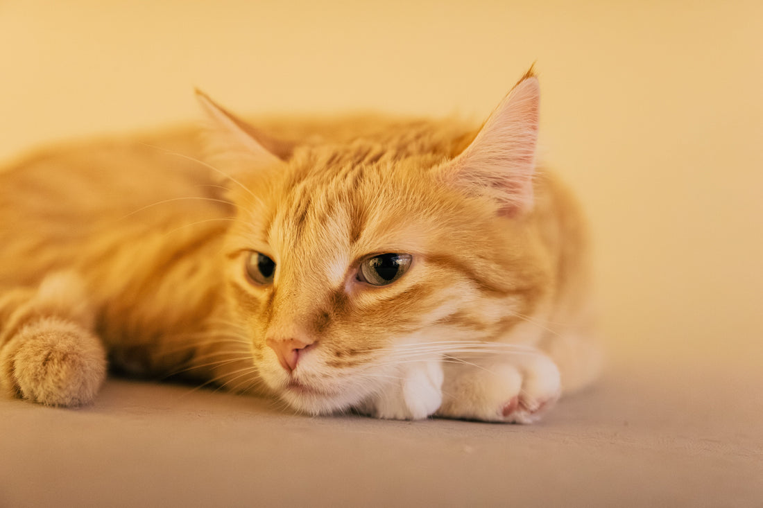 Cat not eating: causes and simple fixes