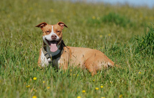 American Pit Bull Terrier dog breed guide