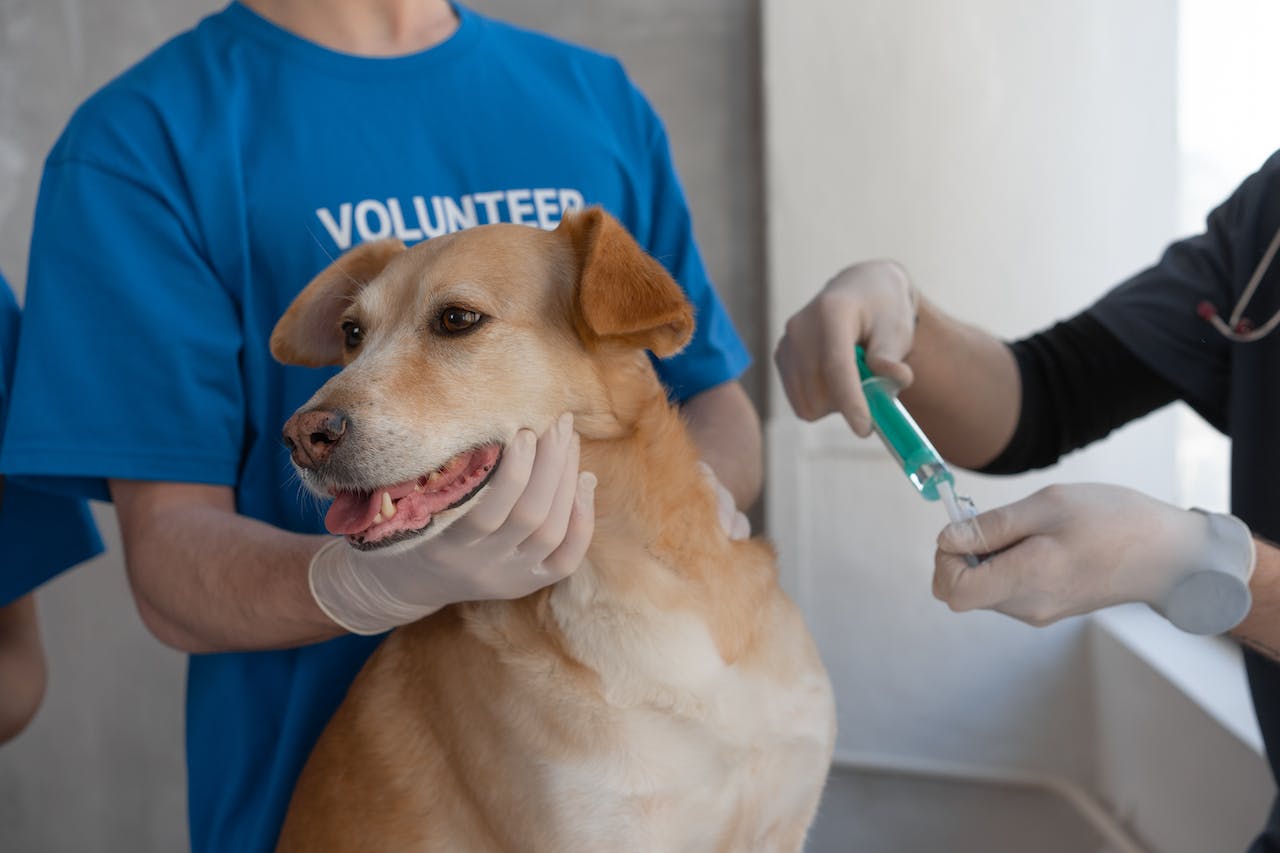 Dog Getting Tested Pet Health Tests – Everfur