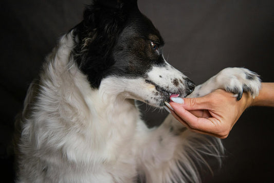 What vitamins are good for dogs' skin and coat?