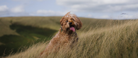 Brown dog names