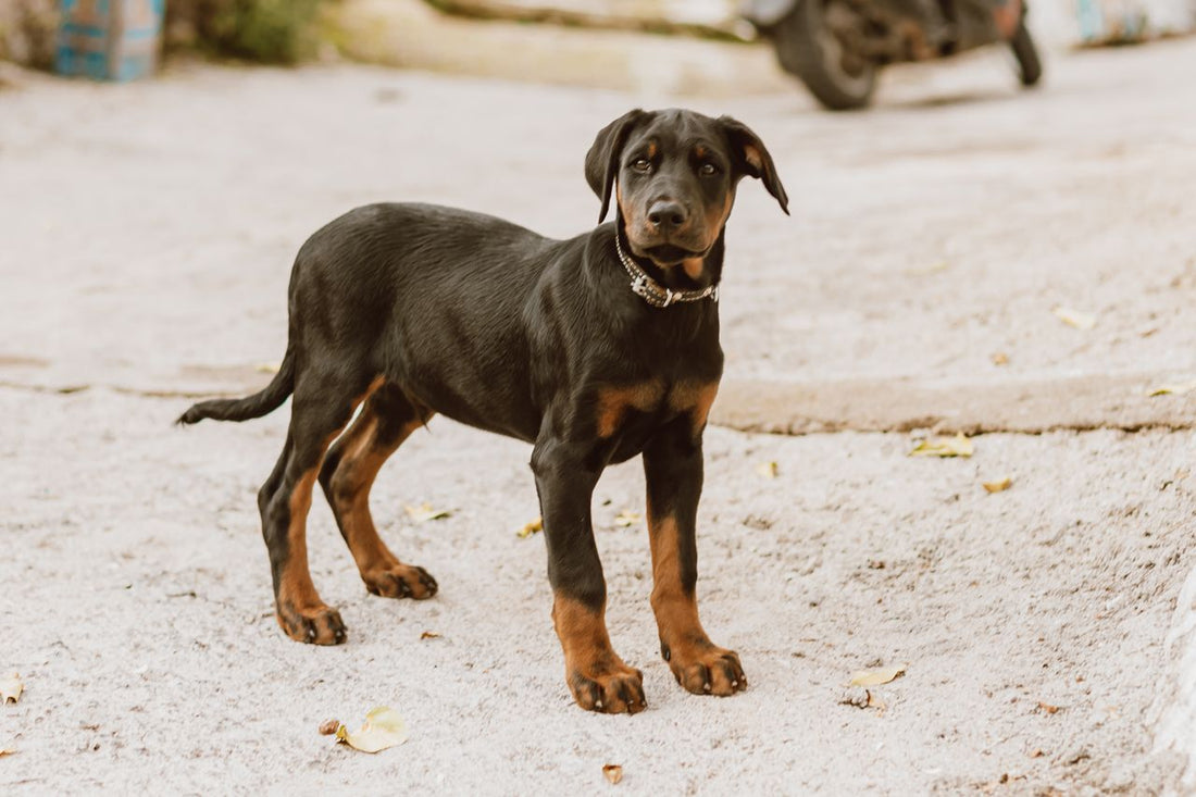 Doberman Pinscher dog breed guide