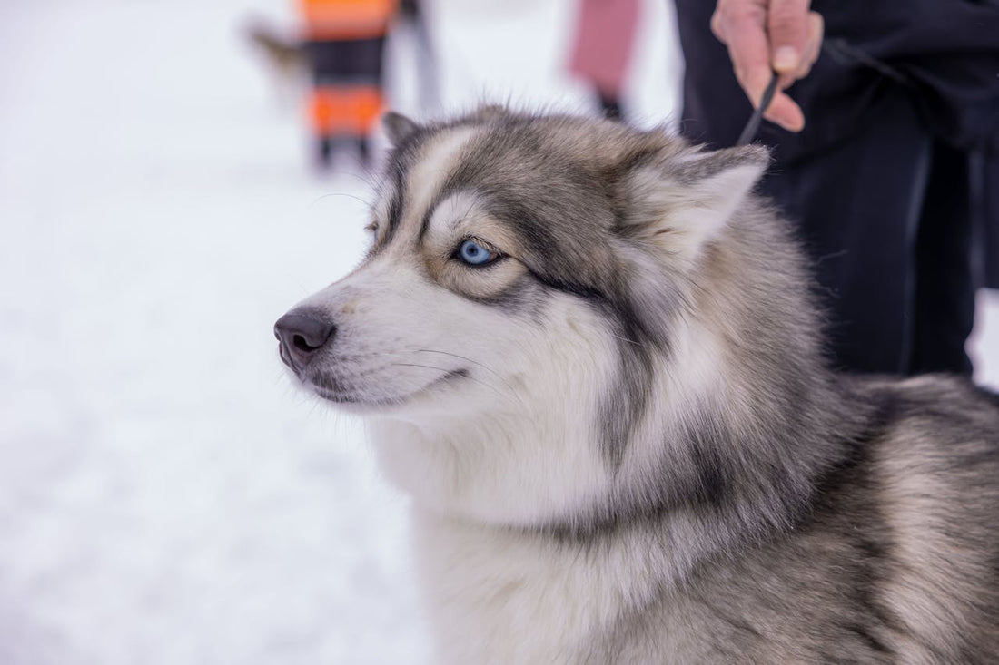 Alaskan Husky dog breed guide