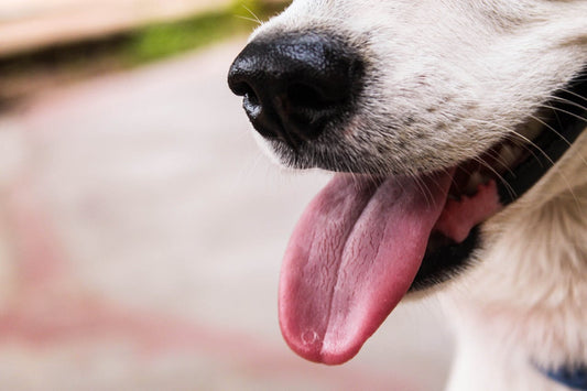 Why do dogs pant? What you should know