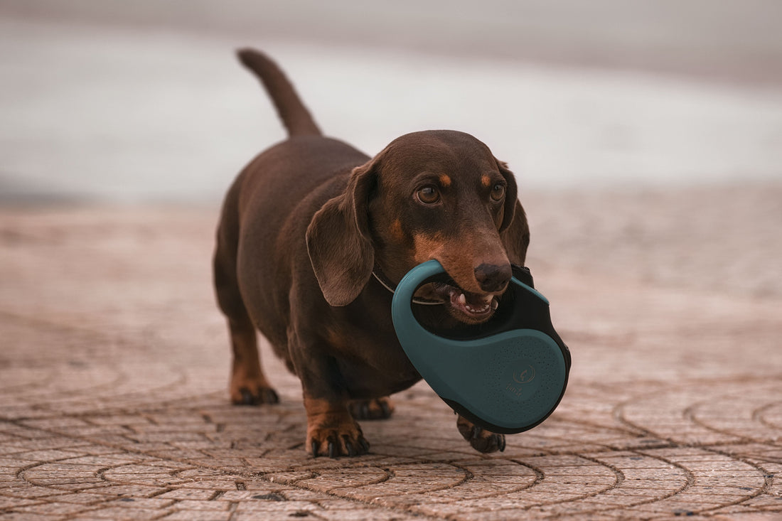 Common dachshund health issues owners must watch