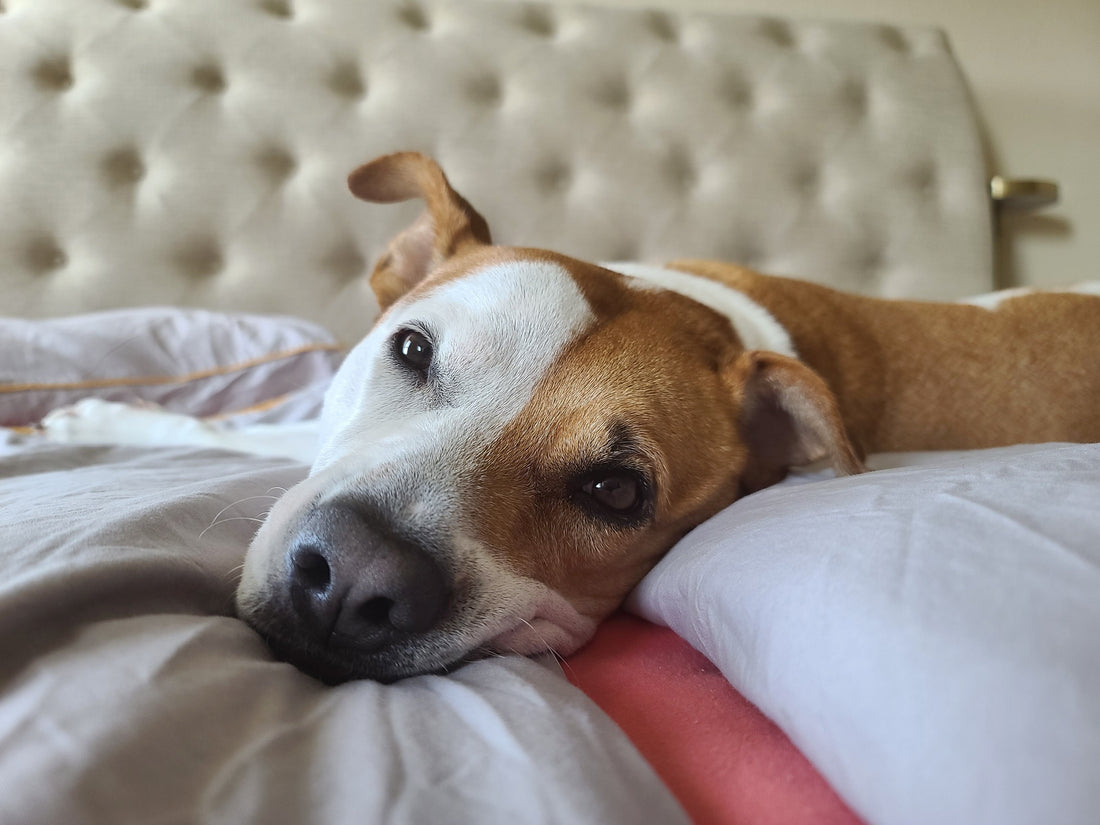 Dog peeing in sleep, causes, and solutions
