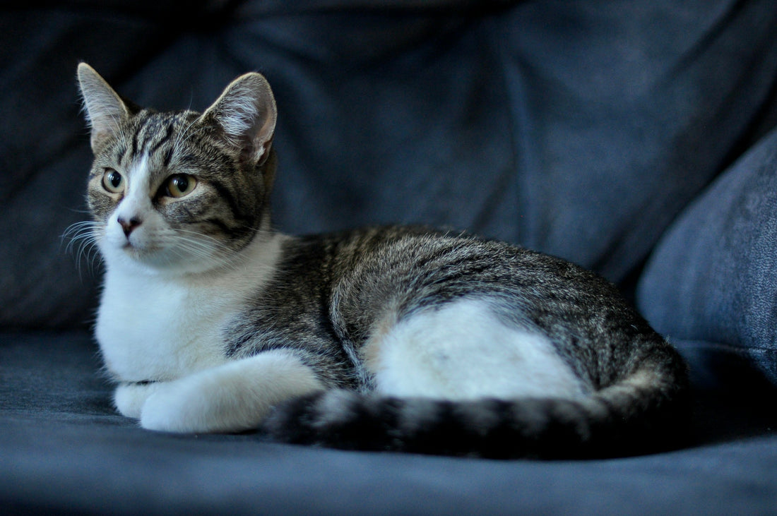 A tabby and white cat resting on a dark couch