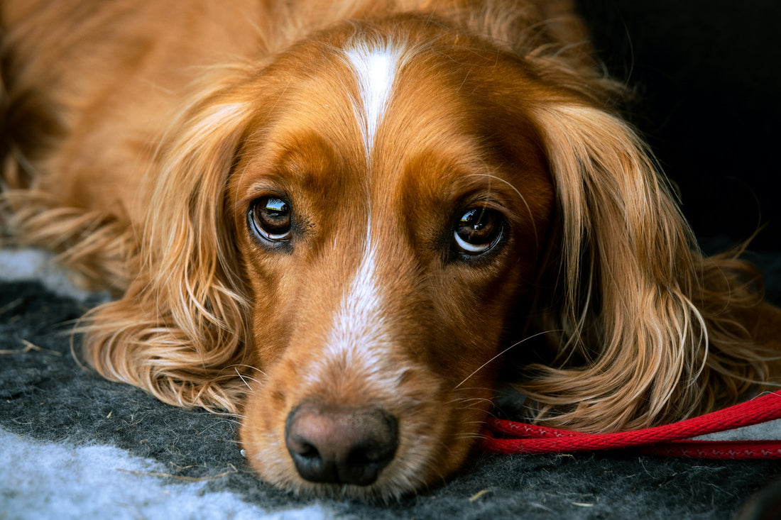 A spaniel lying on a blanket, looking up at its owner