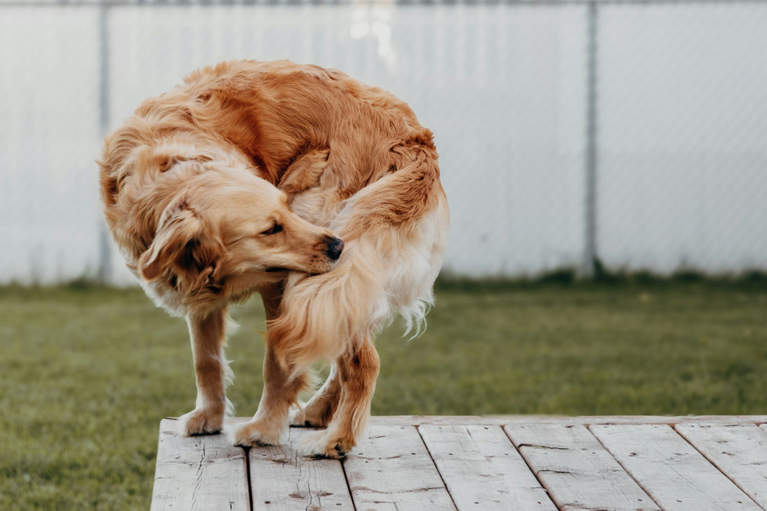 A Golden Retriever chewing at an itch on its side